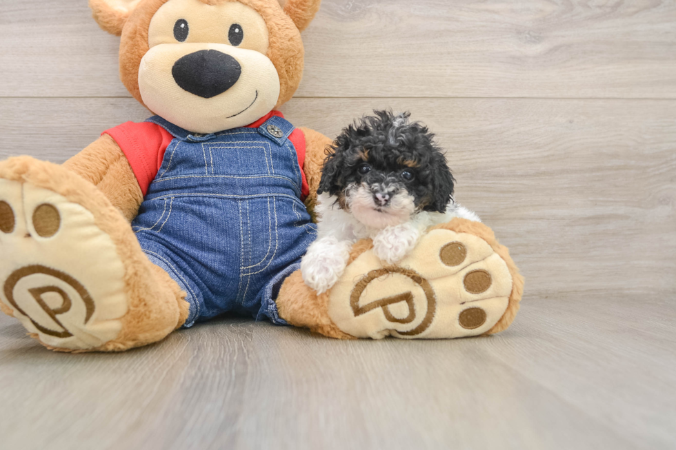 Little Poodle Baby