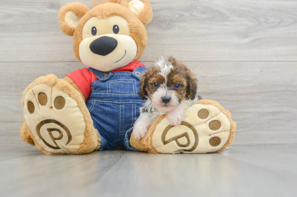 5 week old Poodle Puppy For Sale - Simply Southern Pups