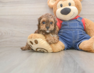 8 week old Poodle Puppy For Sale - Simply Southern Pups