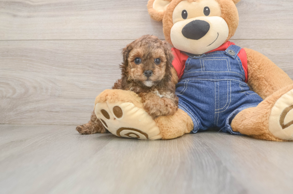 5 week old Poodle Puppy For Sale - Simply Southern Pups