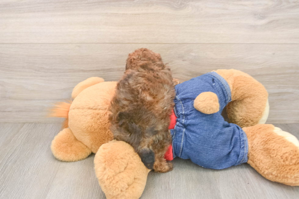 Popular Poodle Baby