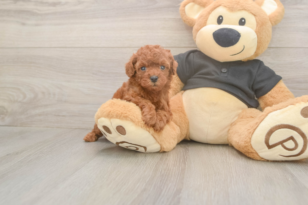 Meet Ginger - our Poodle Puppy Photo  1/3 - Simply Southern Pups Friendly Poodle Purebred Pup