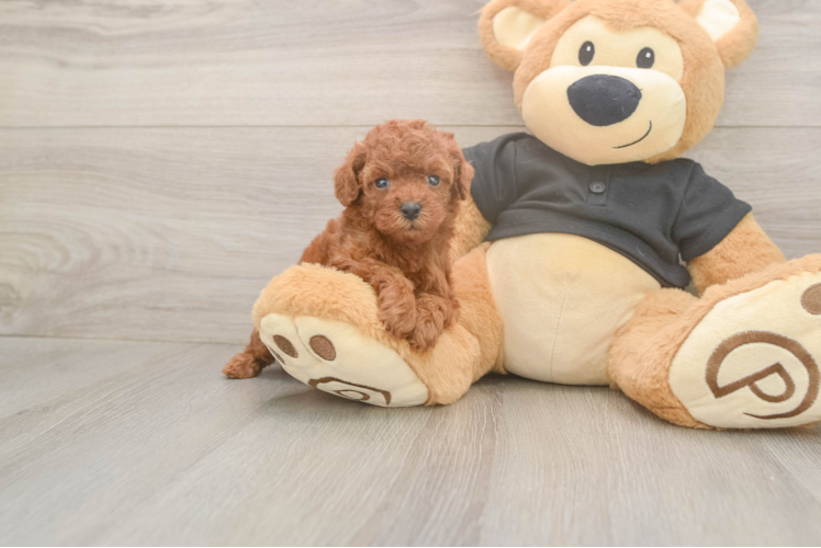 Meet Ginger - our Poodle Puppy Photo  1/3 - Simply Southern Pups Friendly Poodle Purebred Pup