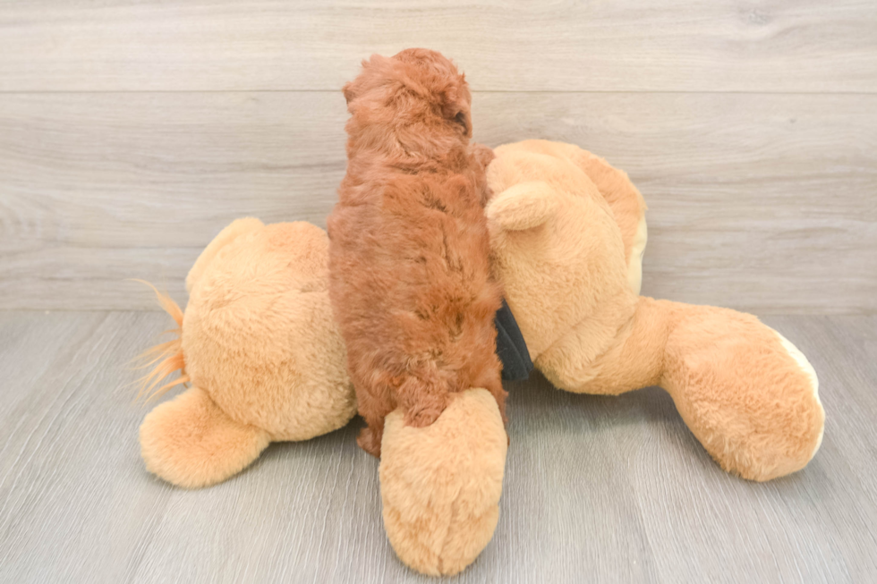 Meet Ginger - our Poodle Puppy Photo  3/3 - Simply Southern Pups Best Poodle Baby