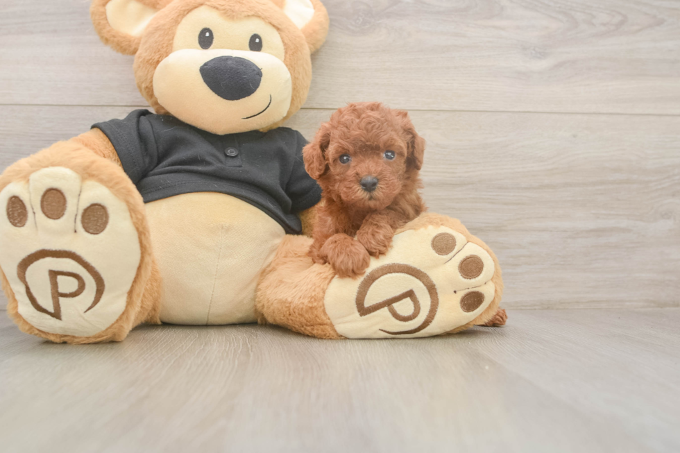 Meet Ginger - our Poodle Puppy Photo  2/3 - Simply Southern Pups Popular Poodle Purebred Pup
