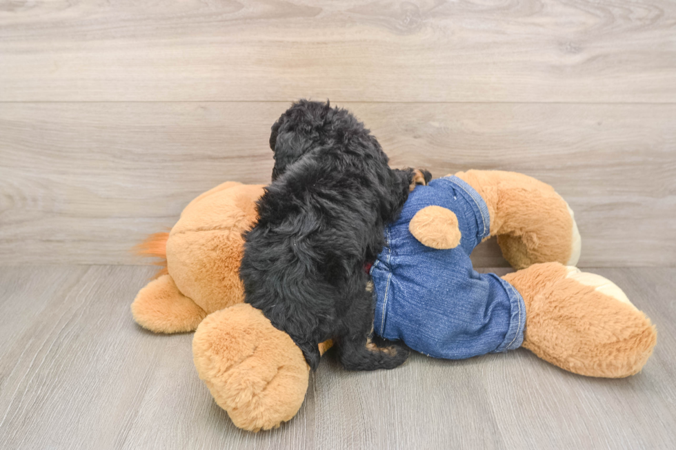 Best Poodle Baby