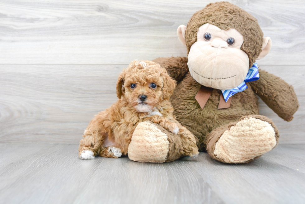 Best Poodle Baby
