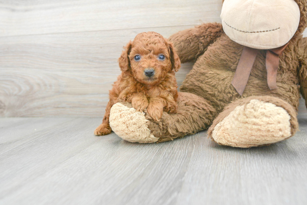 Friendly Poodle Purebred Pup