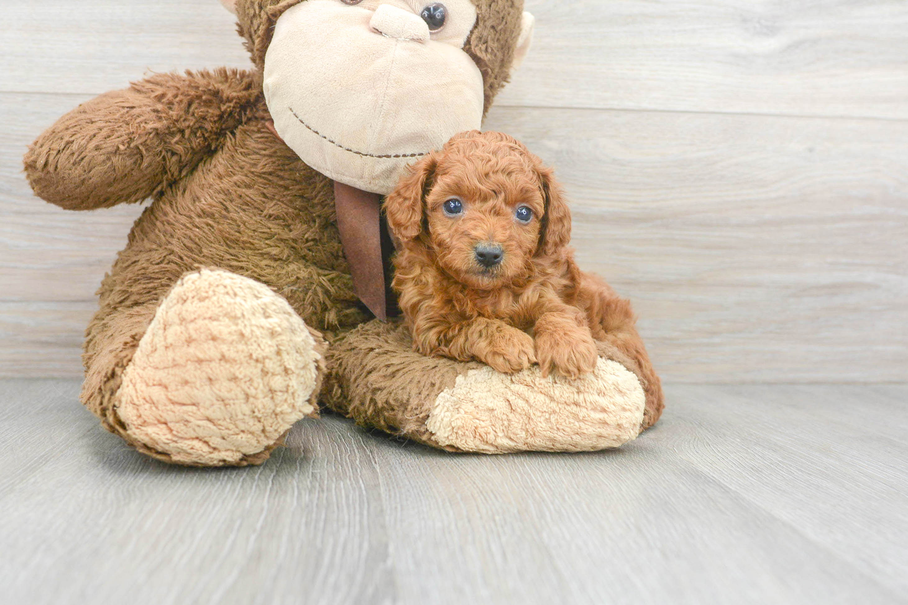 Cute Poodle Ginger: 2lb 7oz Purebred Puppy