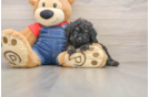 Poodle Pup Being Cute