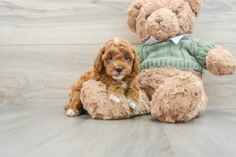 7 week old Poodle Puppy For Sale - Simply Southern Pups