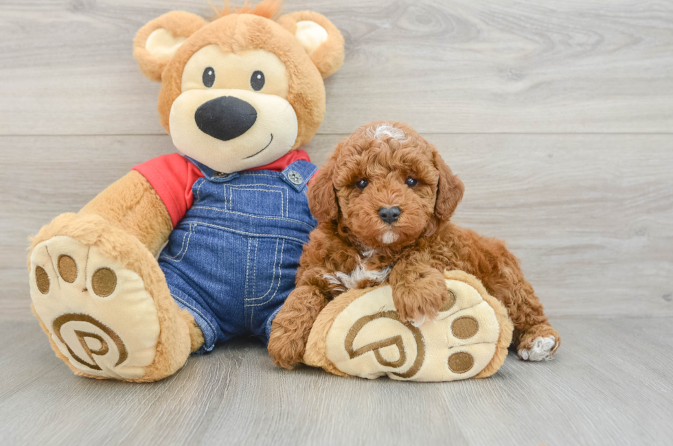 6 week old Poodle Puppy For Sale - Simply Southern Pups