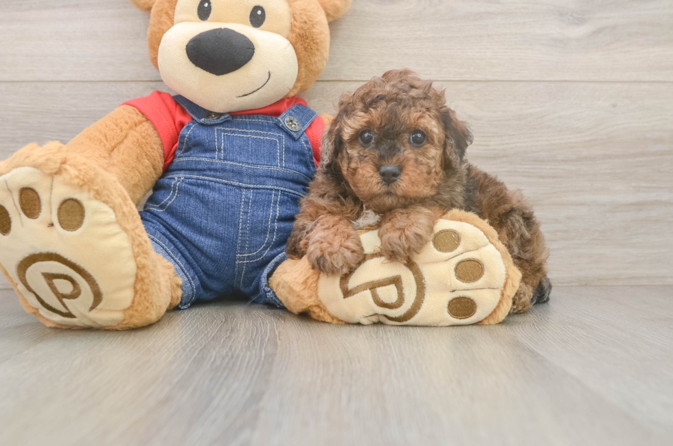 5 week old Poodle Puppy For Sale - Simply Southern Pups