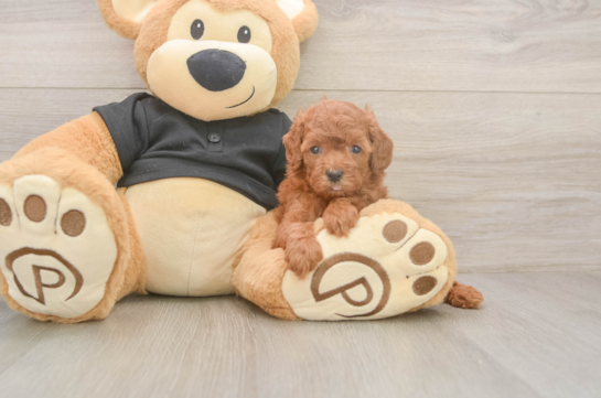 5 week old Poodle Puppy For Sale - Simply Southern Pups Playful Poodle Baby