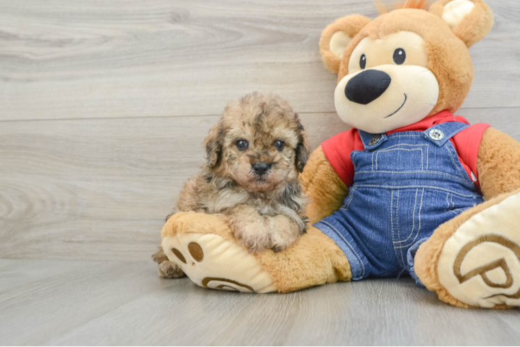 Happy Pooodle Purebred Puppy