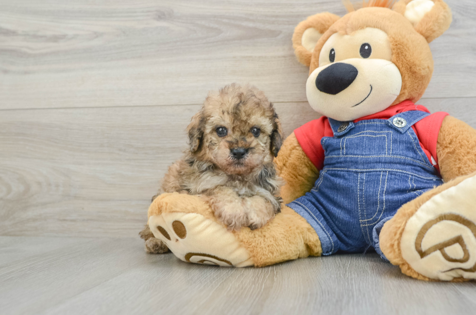 5 week old Poodle Puppy For Sale - Simply Southern Pups