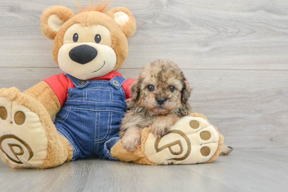 Popular Poodle Purebred Pup