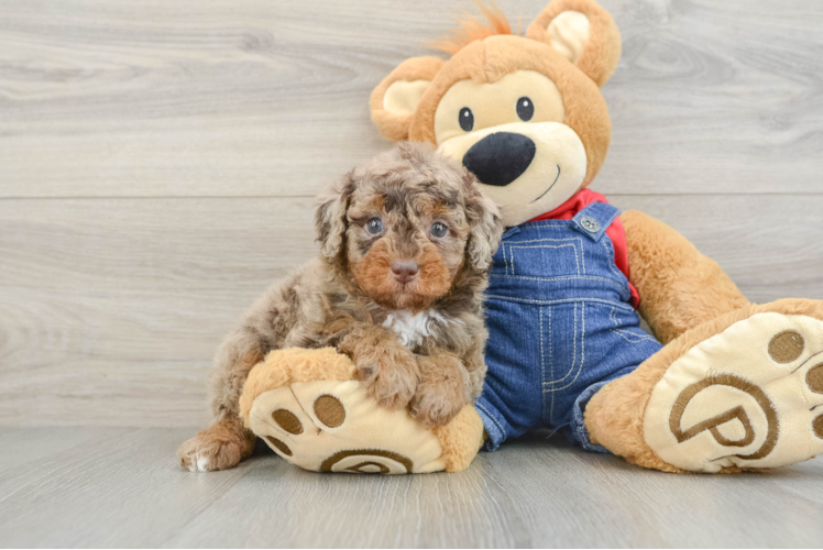 Popular Poodle Baby