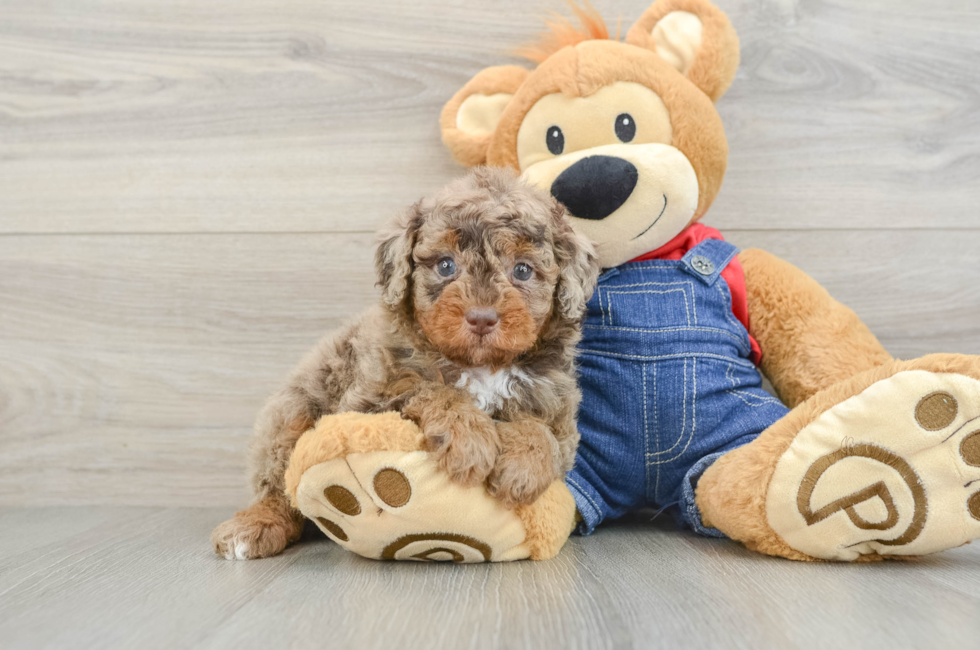 6 week old Poodle Puppy For Sale - Simply Southern Pups