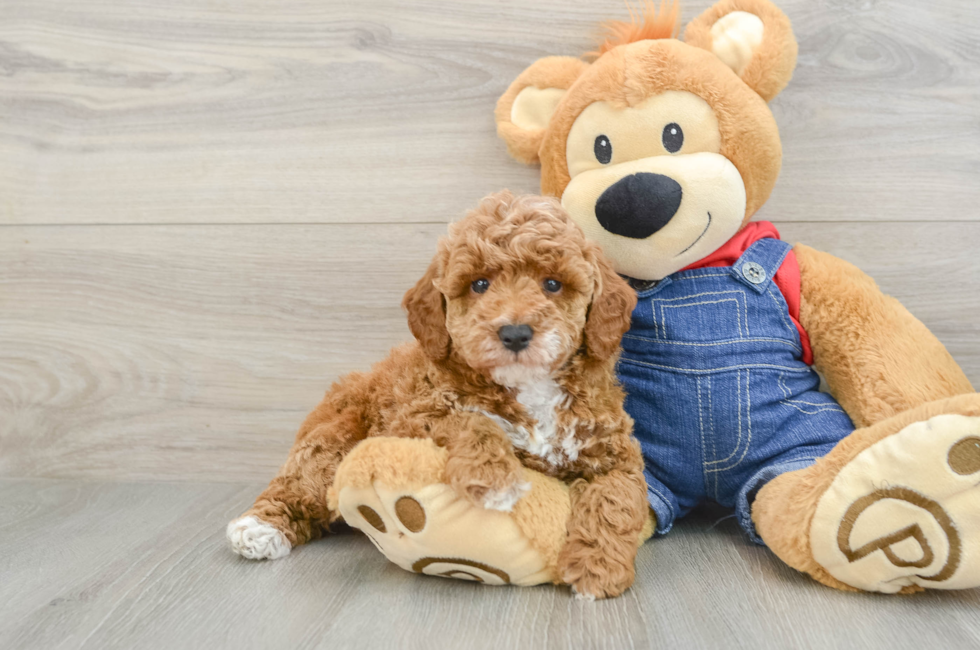 6 week old Poodle Puppy For Sale - Simply Southern Pups