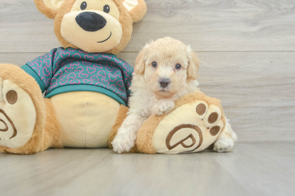 6 week old Poodle Puppy For Sale - Simply Southern Pups