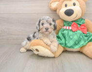 8 week old Poodle Puppy For Sale - Simply Southern Pups