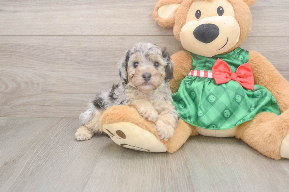 5 week old Poodle Puppy For Sale - Simply Southern Pups