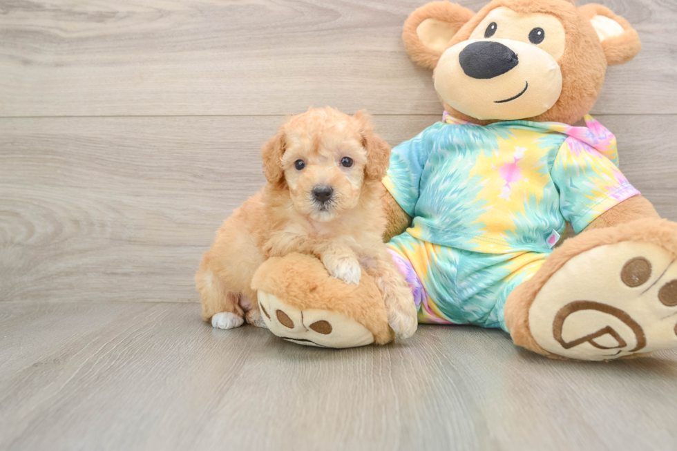 Best Poodle Baby