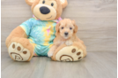 Best Poodle Baby