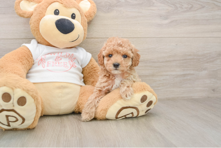 Funny Poodle Purebred Pup