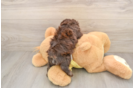 Funny Poodle Baby