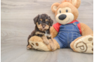 Hypoallergenic Poodle Baby