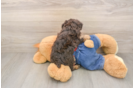 Poodle Pup Being Cute