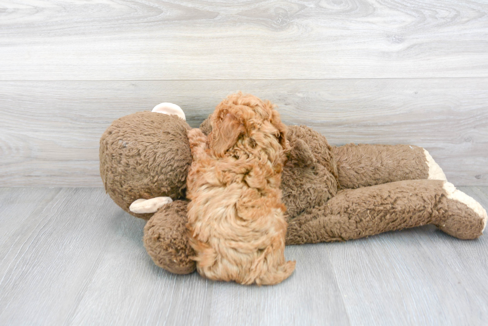 Poodle Puppy for Adoption