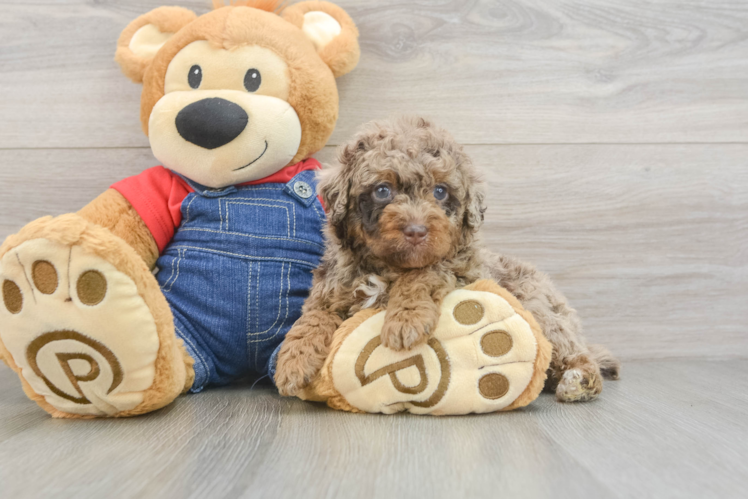 Best Poodle Baby