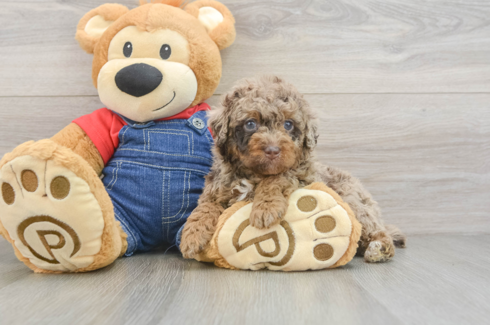 5 week old Poodle Puppy For Sale - Simply Southern Pups