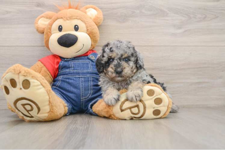 Best Poodle Baby