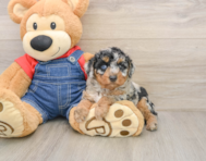 6 week old Poodle Puppy For Sale - Simply Southern Pups