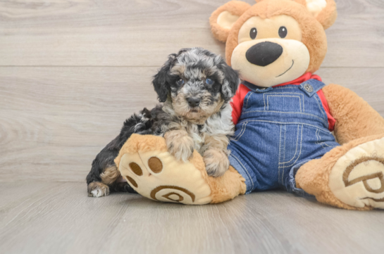 Cute Pudle Purebred Puppy