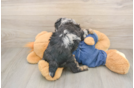Akc Registered Poodle Baby