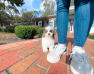 10 week old Poodle Puppy For Sale - Simply Southern Pups