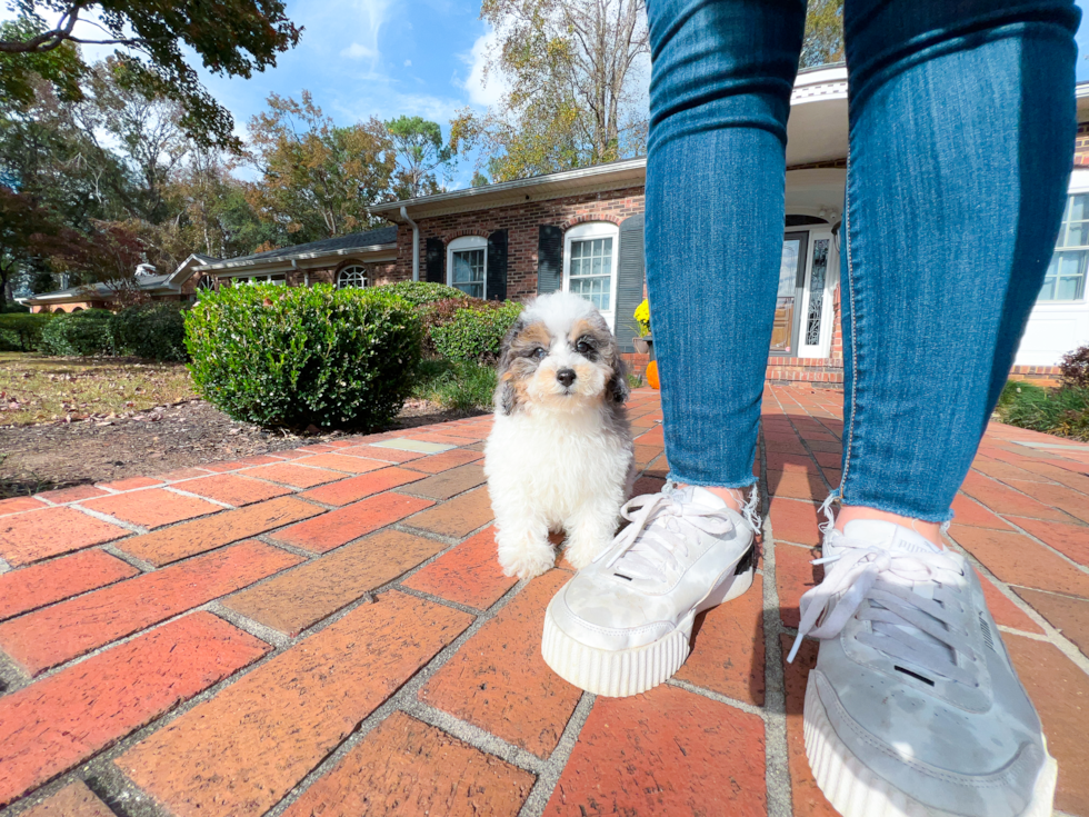 Poodle Puppy for Adoption