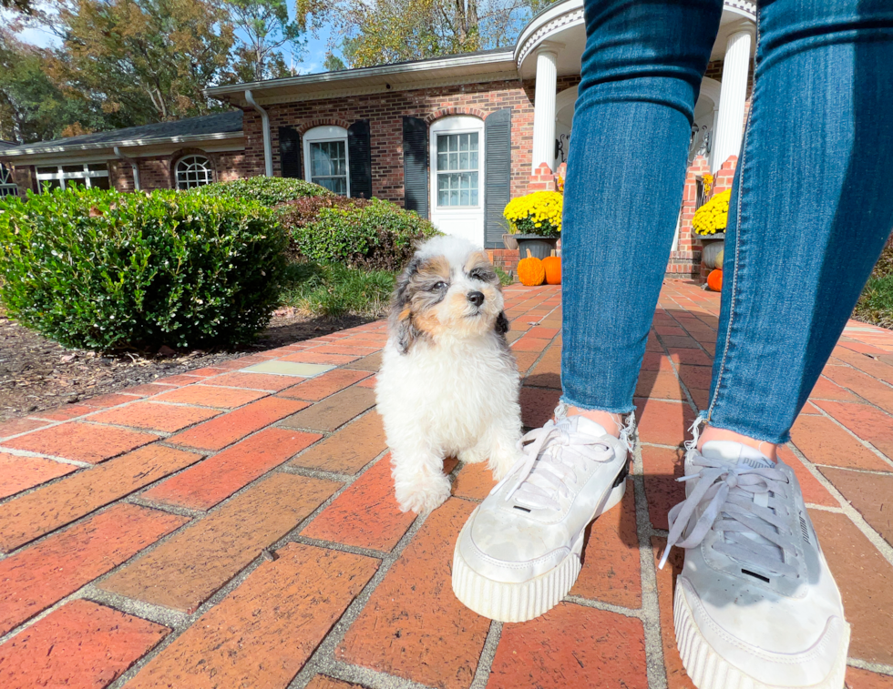 Poodle Puppy for Adoption