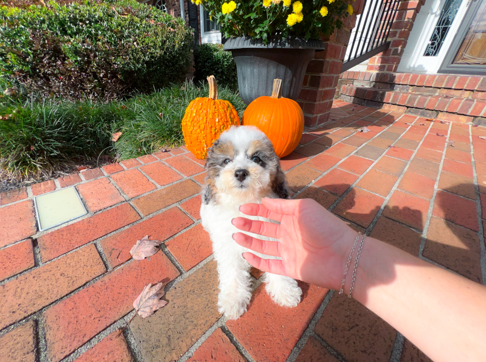 Cute Toy Poodle Purebred Puppy