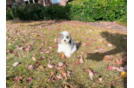 Cute Poodle Purebred Pup