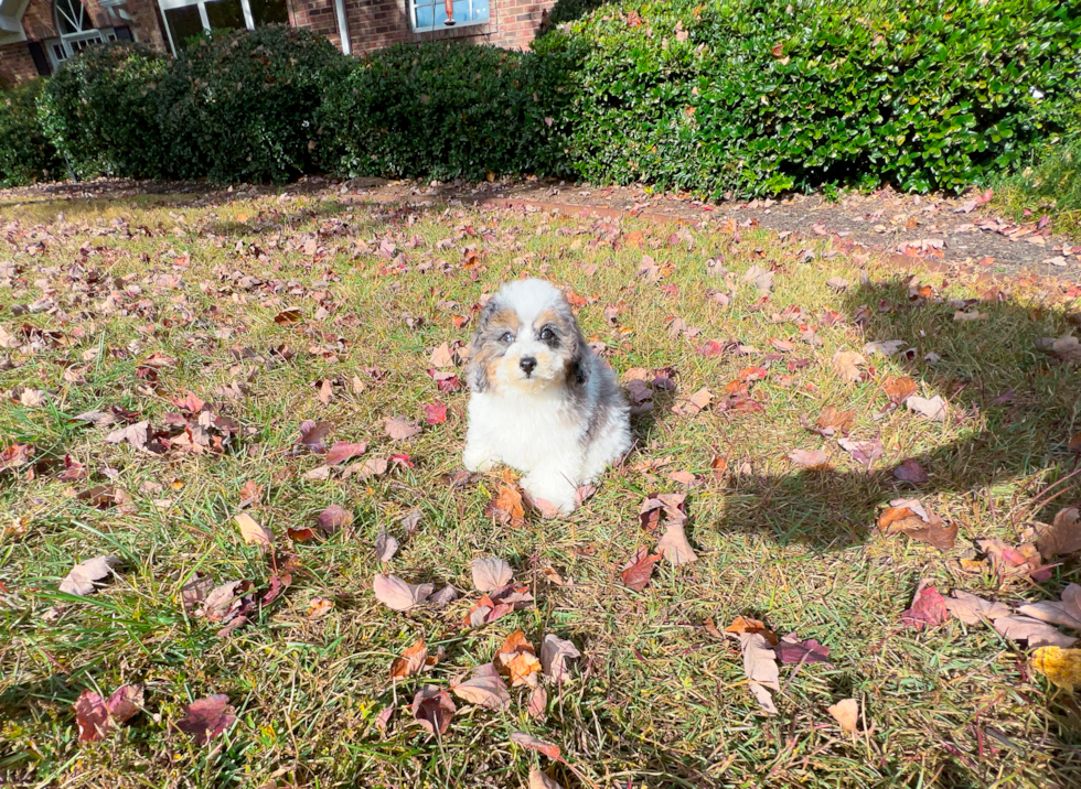 Cute Poodle Purebred Pup