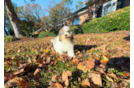 Poodle Pup Being Cute