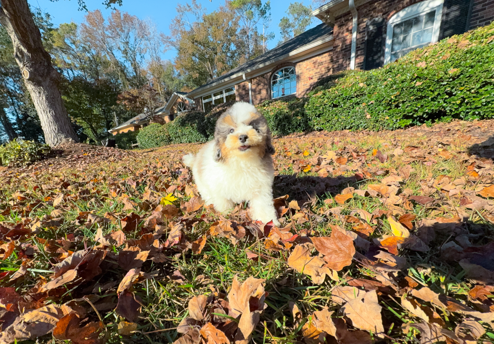 Poodle Pup Being Cute