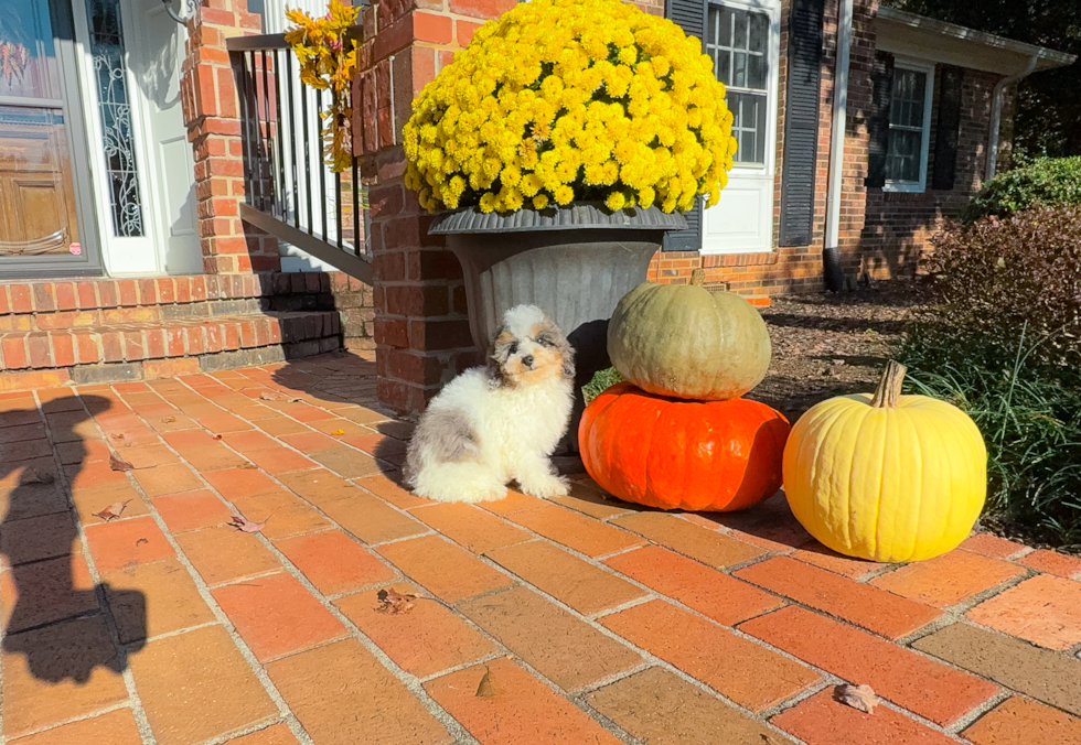 Cute Caniche Purebred Puppy