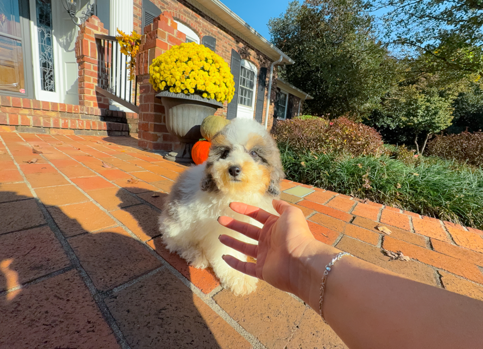 Cute Poodle Purebred Pup